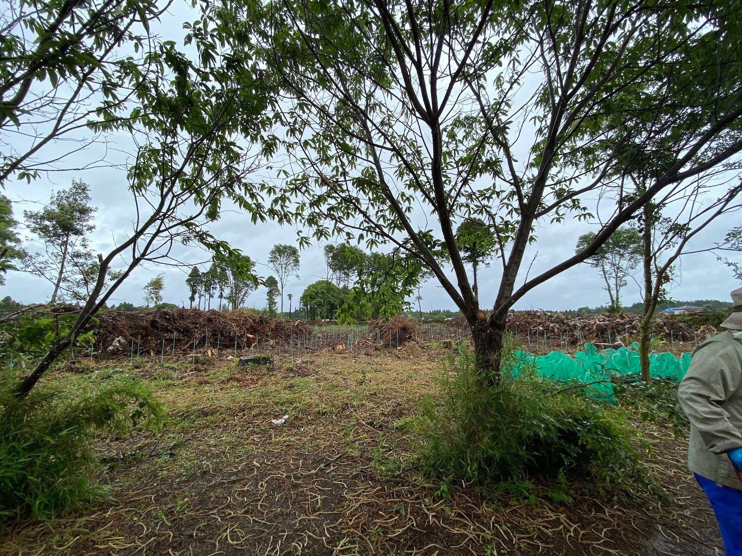 植樹の位置を示す緑色のポールが無数に立っています